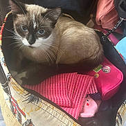 Ange participe au concours pour gagner de l'argent avec cette photo : cat, siamese_cat, blue_eyes, basket, fabric, pink, patterned, indoor, pet, animal, curious, cozy, feline, whiskers, sitting, closeup, domestic_cat, resting, soft_fur, household