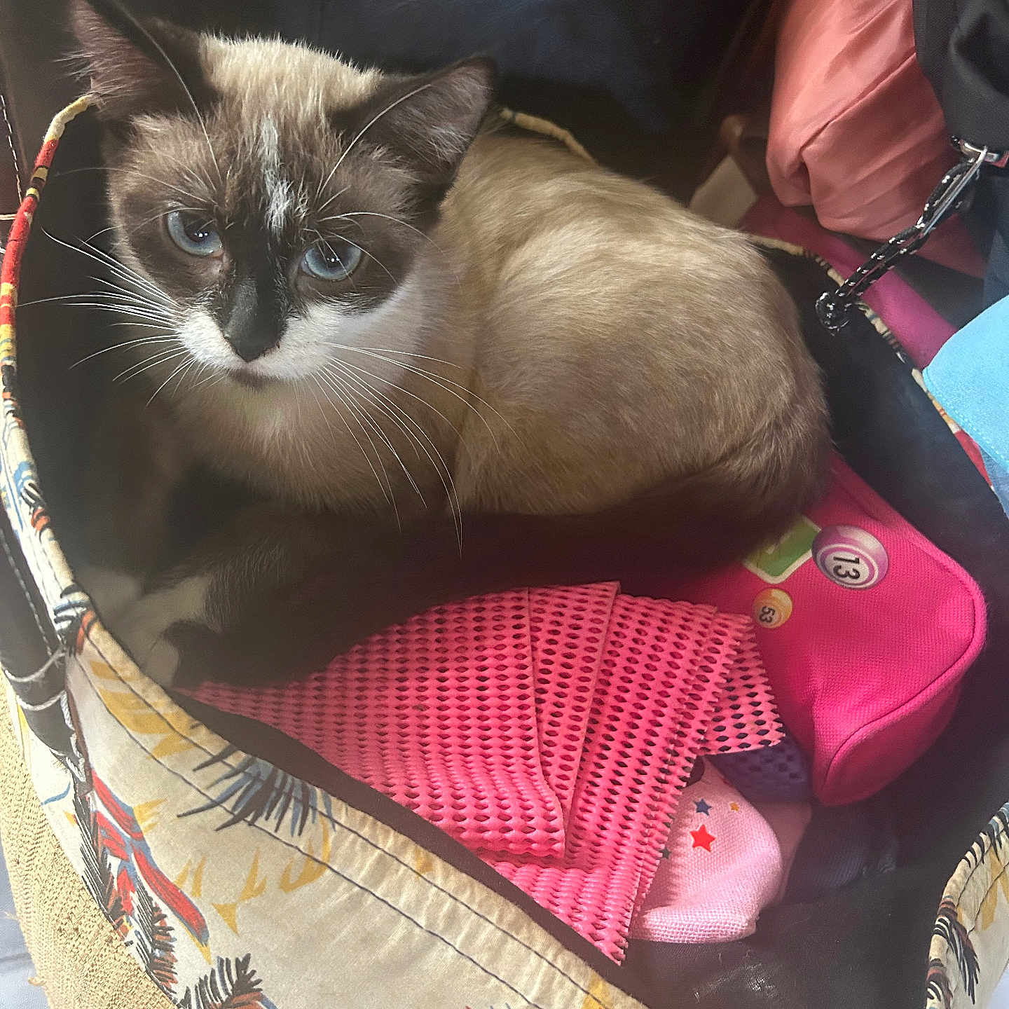 Ange participe au concours pour gagner de l'argent avec cette photo : animal, basket, blue_eyes, cat, closeup, cozy, curious, domestic_cat, fabric, feline, household, indoor, patterned, pet, pink, resting, siamese_cat, sitting, soft_fur, whiskers