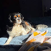 Faith joined the competition — help win amazing prizes! dog, bed, blanket, sunlight, indoor, resting, tricolor, fur, cozy, home, relaxing, animal, pet, comfort, portrait, laying, soft, warm, quiet, peaceful