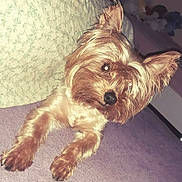 Ruby participe au concours pour gagner de l'argent avec cette photo : australian_silky_terrier, australian_terrier, cairn_terrier, carnivoran, companion_dog, dog, dog_breed, dog_breed_group, dog_like_mammal, morkie, norwich_terrier, puppy, small_terrier, snout, terrier, toy_dog, vulnerable_native_breeds, yorkshire_terrier