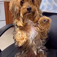 Niko is registered to the contest to win money with this photo: dog, small_dog, yorkshire_terrier, pet, sitting, raised_paw, long_hair, fluffy, brown_fur, white_chest, paws, black_nose, dark_eyes, chair, indoor, kitchen, towel, portrait, looking_at_camera, cute