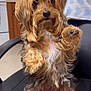 dog, small_dog, yorkshire_terrier, pet, sitting, raised_paw, long_hair, fluffy, brown_fur, white_chest, paws, black_nose, dark_eyes, chair, indoor, kitchen, towel, portrait, looking_at_camera, cute