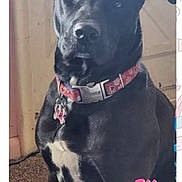 Ella joined the competition — help win amazing prizes! dog, black_dog, collar, pet, indoor, carpet, door, animal, portrait, canine, tag, cute, pet_accessory, ears, looking, sitting, facing_camera, household, domestic_animal, name_text