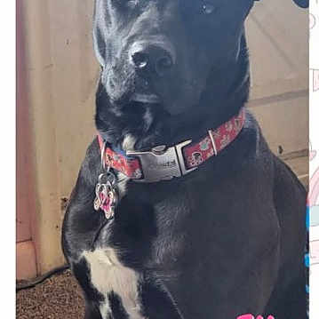 Ella joined the competition — help win amazing prizes! dog, black_dog, collar, pet, indoor, carpet, door, animal, portrait, canine, tag, cute, pet_accessory, ears, looking, sitting, facing_camera, household, domestic_animal, name_text