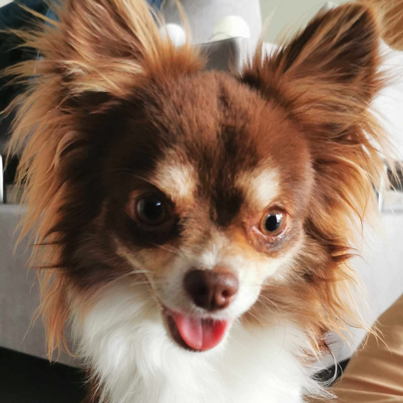 Snoop a rejoint le concours — aidez-le/la à gagner de superbes lots ! animal, bodypart, canine, chihuahua, cockerspaniel, dog, mouth, papillon, person, pet, puppy, terrier