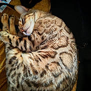 Simba a rejoint le concours — aidez-le/la à gagner de superbes lots ! abyssinian, animal, blanket, cat, chair, couch, cushion, egyptiancat, furniture, homedecor, kitten, manx, ocelot, person, pet, siamese, sleeping