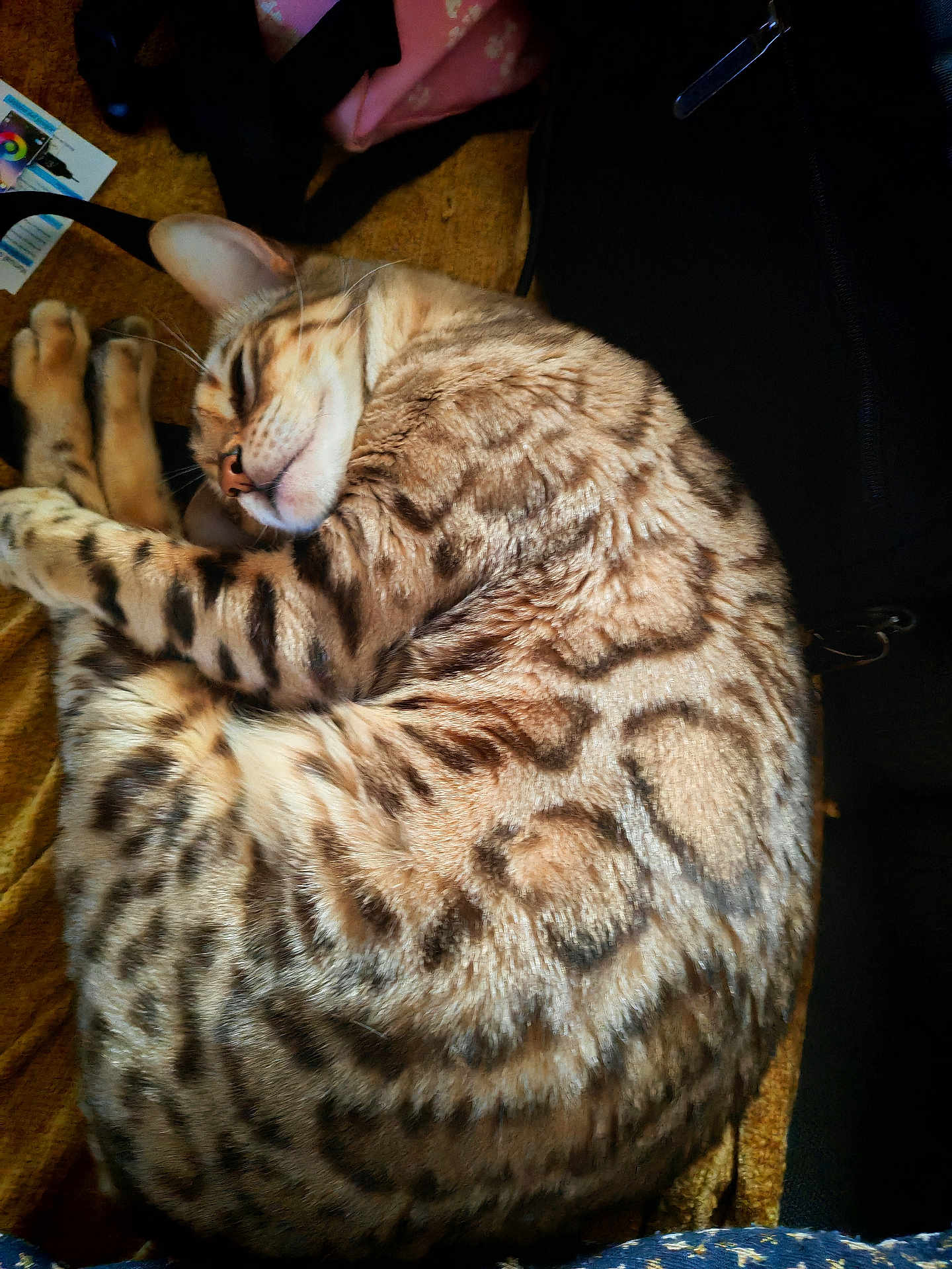 Simba