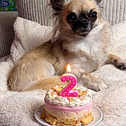 Vanille participe au concours pour gagner de l'argent avec cette photo : dog, small_dog, birthday_cake, candle, number_two, sprinkles, dog_biscuits, blanket, couch, fluffy, cream_color, pink_frosting, plate, indoor, celebration, pet, cute, animal, resting, cozy