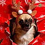 Vanille a rejoint le concours — aidez-le/la à gagner de superbes lots ! dog, reindeer_antlers, christmas_wrapping_paper, holiday, festive, red, snowflakes, cute, pet, small_dog, costume, fur, face, ears, animal, christmas, portrait, cute_pet, holiday_theme, wrapped