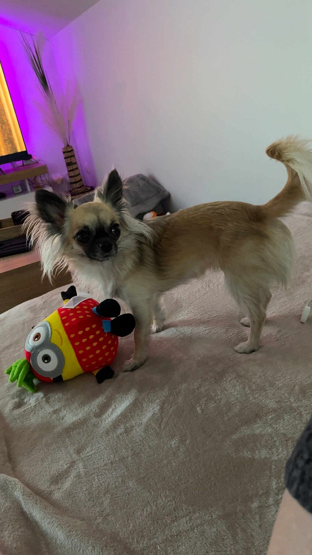 Vanille a rejoint le concours — aidez-le/la à gagner de superbes lots ! dog, small_dog, plush_toy, pineapple_toy, blanket, bed, indoor, living_room, furniture, decor, purple_light, ears, tail, fur, pet, animal, cute, standing, toy, home