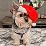 dog, small_dog, santa_hat, holiday, christmas, marble_countertop, indoor, furniture, table, mirror, reflection, plant, candle, decor, pet, fur, cute, animal, holiday_hat, portrait