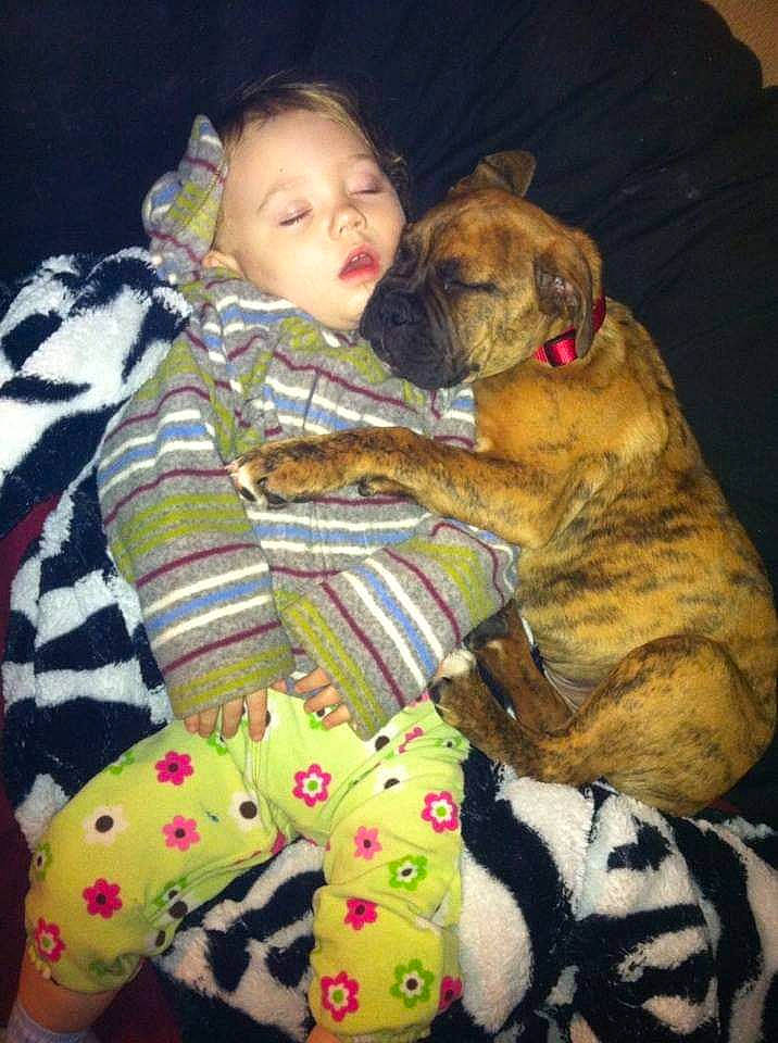 Anna Claire is registered to the contest to win money with this photo: bullmastiff, canidae, carnivore, child, companion_dog, dog, dog_breed, fawn, non_sporting_group, old_english_bulldog, person, puppy_love