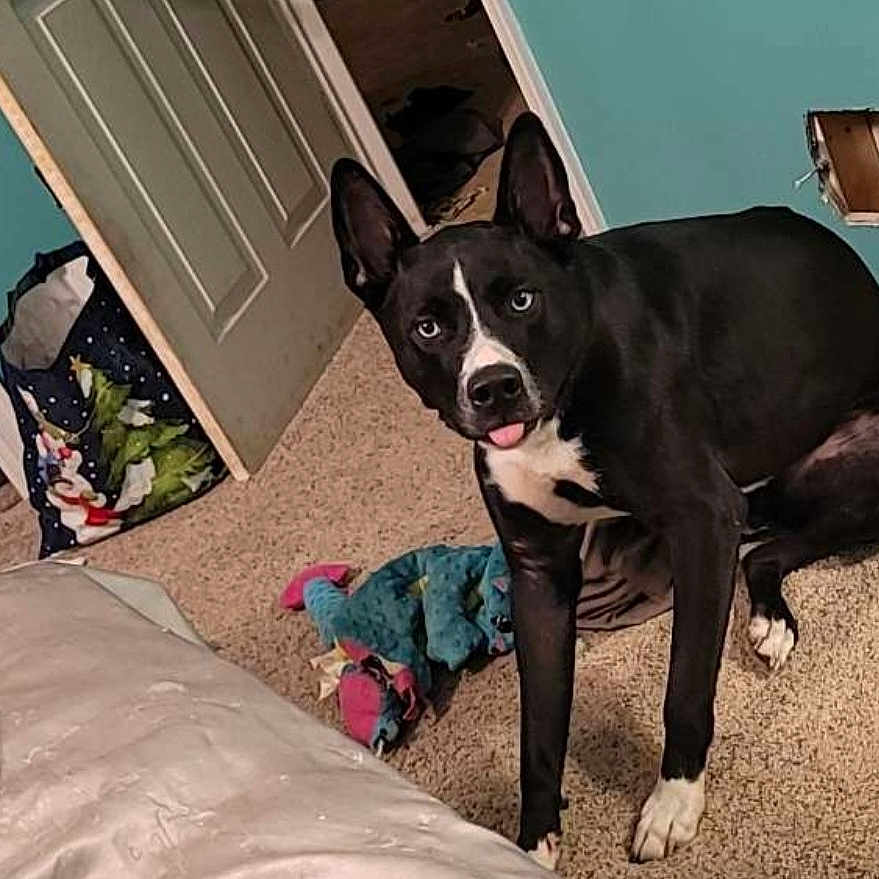 Zues is registered to the contest to win money with this photo: animal, bed, bedroom, blanket, bostonbull, bulldog, canine, couch, dog, door, furniture, greatdane, hardwood, husky, indoors, pet, puppy, room, snout, stainedwood