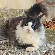 Bowie participe au concours pour gagner de l'argent avec cette photo : cat, fluffy, heterochromia, blue_eye, green_eye, animal, pet, feline, resting, outdoor, stone_surface, tail, whiskers, ears, paw, fur, closeup, nature, relaxed, cute