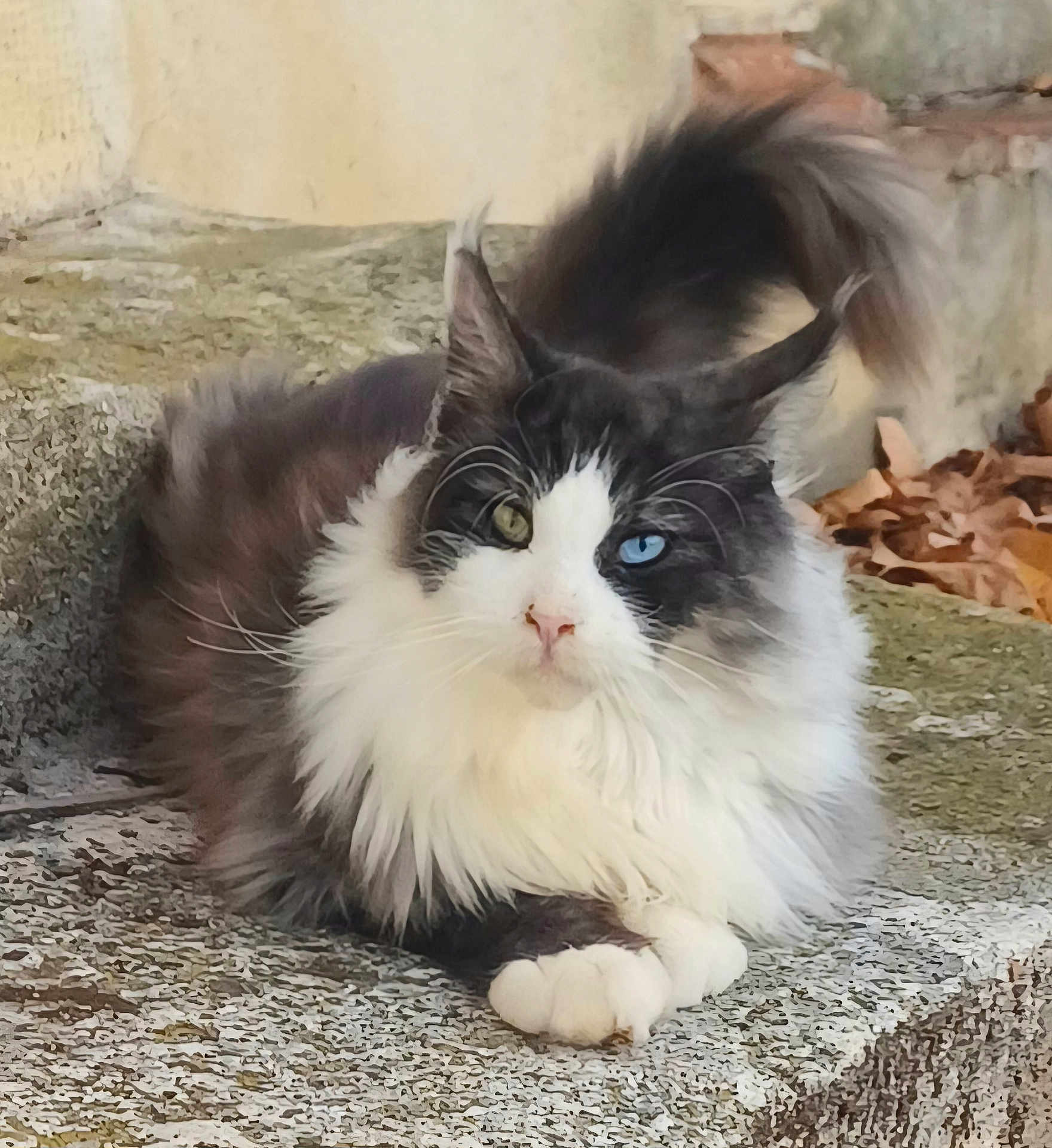 Bowie participe au concours pour gagner de l'argent avec cette photo : cat, fluffy, heterochromia, blue_eye, green_eye, animal, pet, feline, resting, outdoor, stone_surface, tail, whiskers, ears, paw, fur, closeup, nature, relaxed, cute