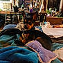 dog, small_dog, pet, blanket, blue_blanket, bed, indoor, mirror, mirror_reflection, person, face, ears, collar, papers, desk, table, plant, air_conditioner, clutter, toy