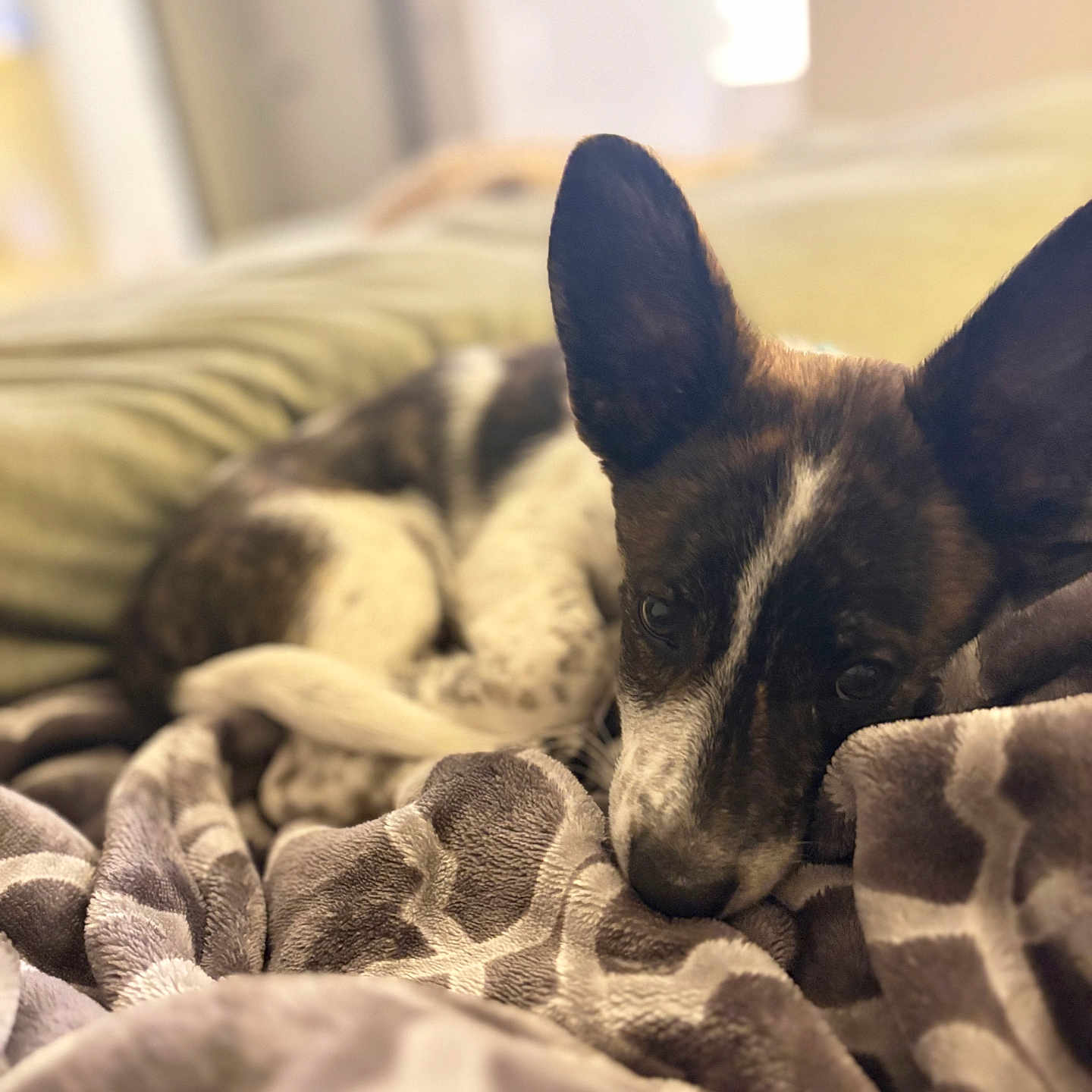 Goose