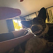 Goose joined the competition — help win amazing prizes! dog, pet, indoor, bed, couch, legs, window, curtains, daylight, smiling_dog, teeth, collar, furniture, relaxing, home, shadow, light, black_and_white_dog, person, casual
