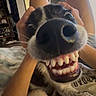 Goose joined the competition — help win amazing prizes! dog, close_up, nose, teeth, smile, playing, human_hands, bed, indoor, legs, funny, pet, animal, black_and_white, fur, snout, tongue, cute, relaxed, cozy