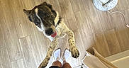 Goose is registered to the contest to win money with this photo: dog, happy, jumping, wooden_floor, plant, green_leaves, person, white_socks, black_skirt, indoor, lamp, flooring, tongue_out, looking_up, pet, playful, home, casual, legs, fur