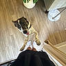 dog, happy, jumping, wooden_floor, plant, green_leaves, person, white_socks, black_skirt, indoor, lamp, flooring, tongue_out, looking_up, pet, playful, home, casual, legs, fur