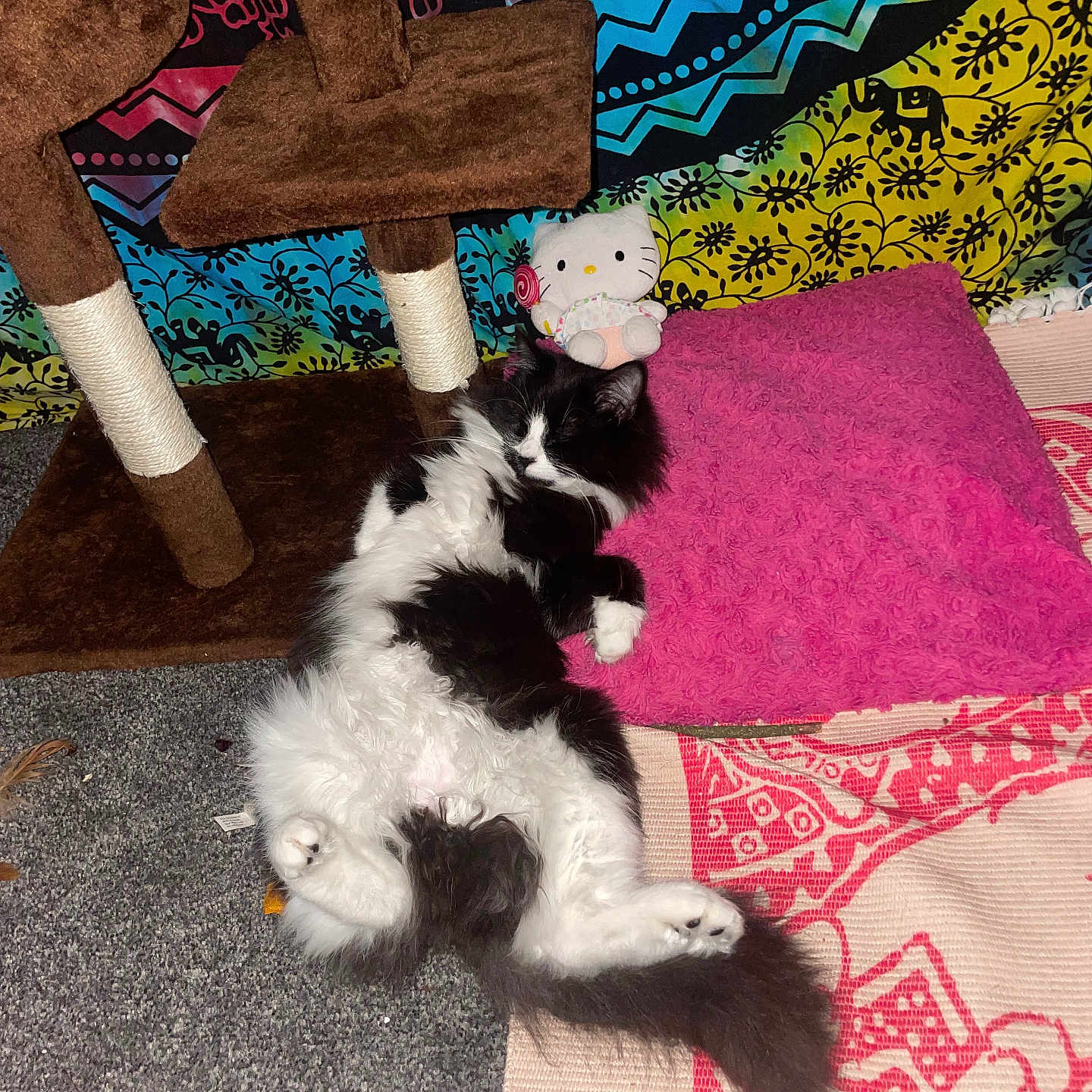 King Koa joined the competition — help win amazing prizes! animal, black_and_white, carpet, cat, cat_tree, colorful, cozy, cute, fluffy, fur, hello_kitty, home, indoor, lying_down, patterned_rug, pet, pink_pillow, plush_toy, relaxed, resting