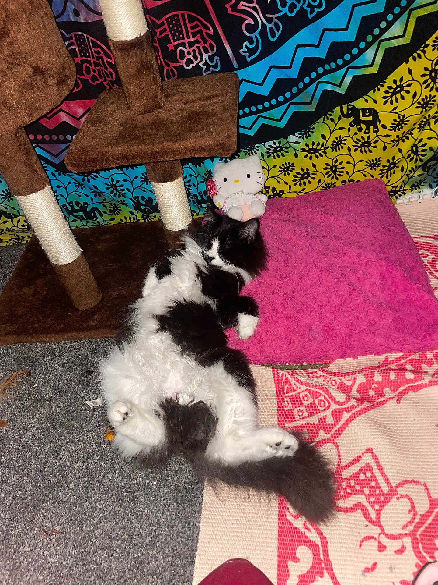 King Koa joined the competition — help win amazing prizes! cat, black_and_white, fluffy, relaxed, lying_down, carpet, pink_pillow, cat_tree, hello_kitty, plush_toy, indoor, cozy, colorful, patterned_rug, pet, fur, animal, cute, resting, home