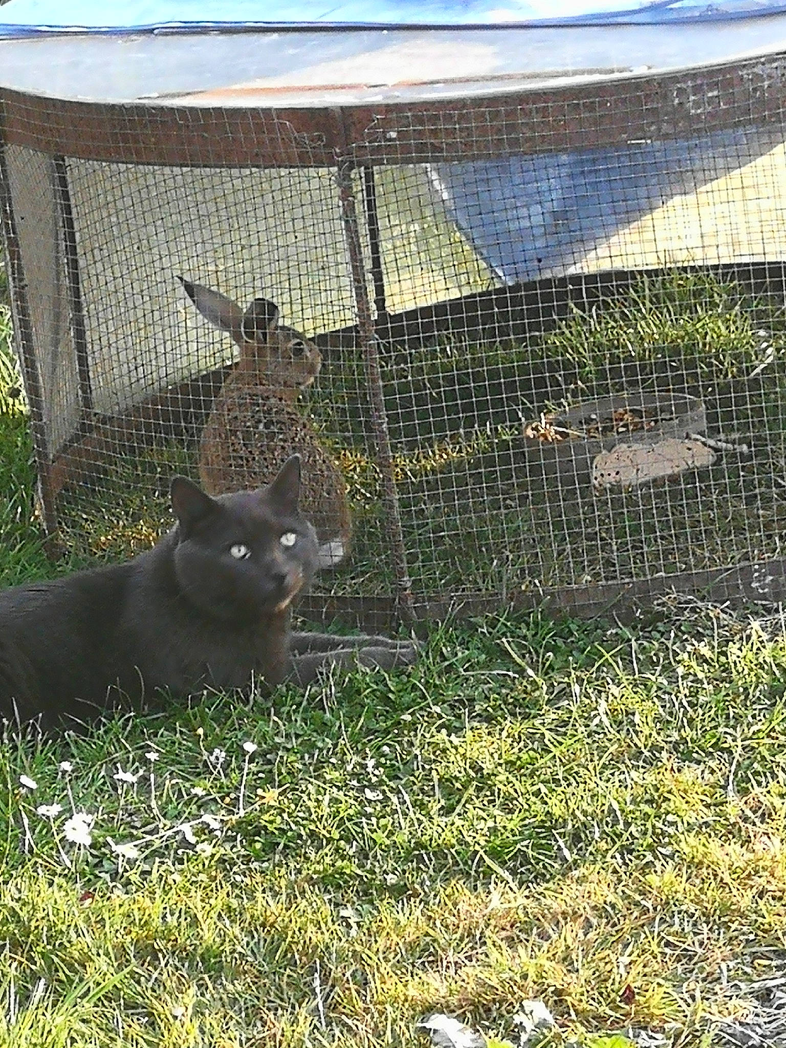 Loulou participe au concours pour gagner de l'argent avec cette photo : animal_shelter, black_cat, bombay, carnivore, cat, dog_breed, domestic_short_haired_cat, fawn, felidae, grass, groundcover, mesh, pet_supply, plant, small_to_medium_sized_cats, soil, tail, terrestrial_animal, whiskers, wire_fencing