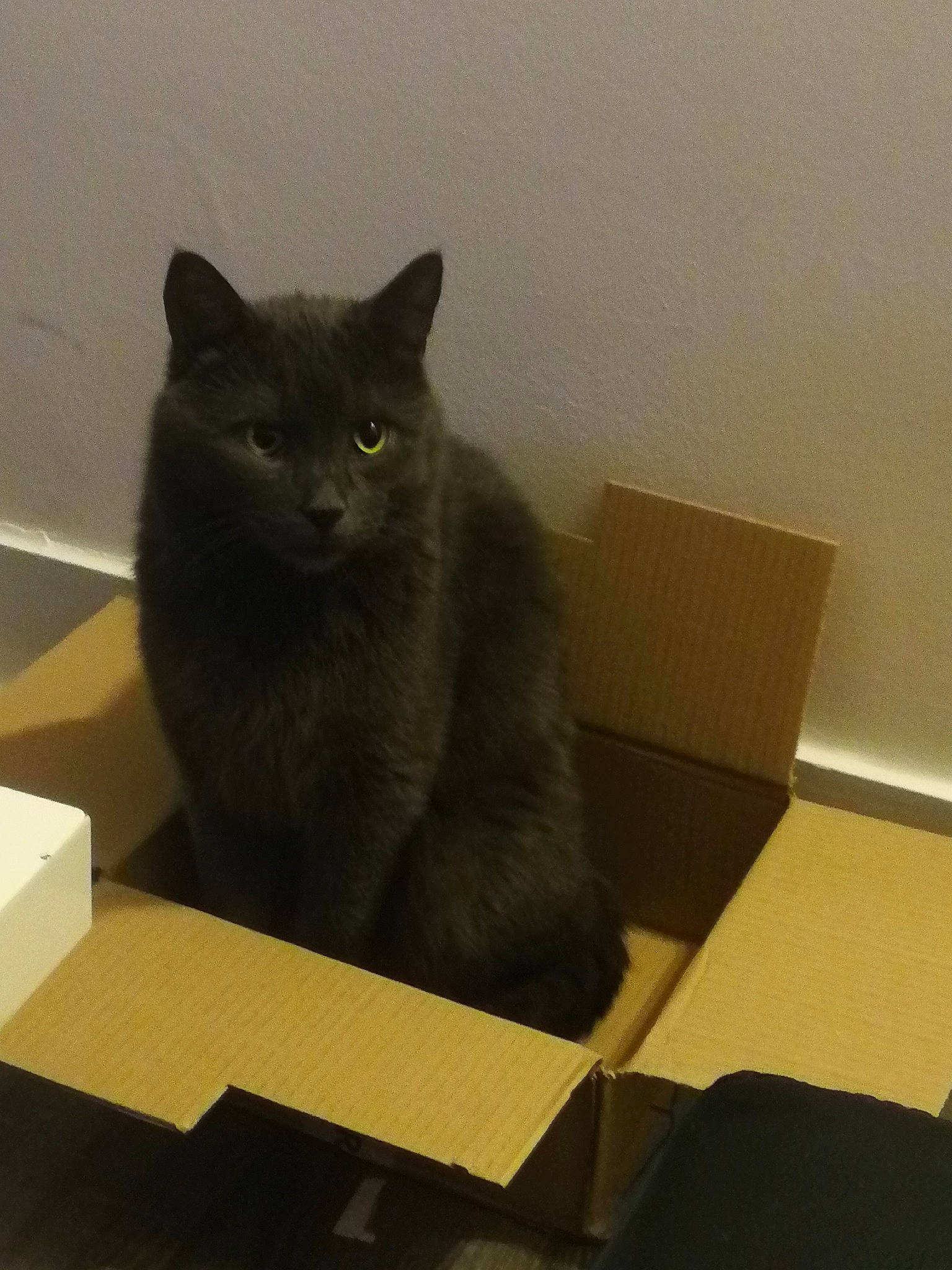 Loulou a rejoint le concours — aidez-le/la à gagner de superbes lots ! black_cat, box, british_shorthair, carnivore, cat, chartreux, domestic_short_haired_cat, felidae, fur, korat, mammal, nebelung, russian_blue, small_to_medium_sized_cats, whiskers