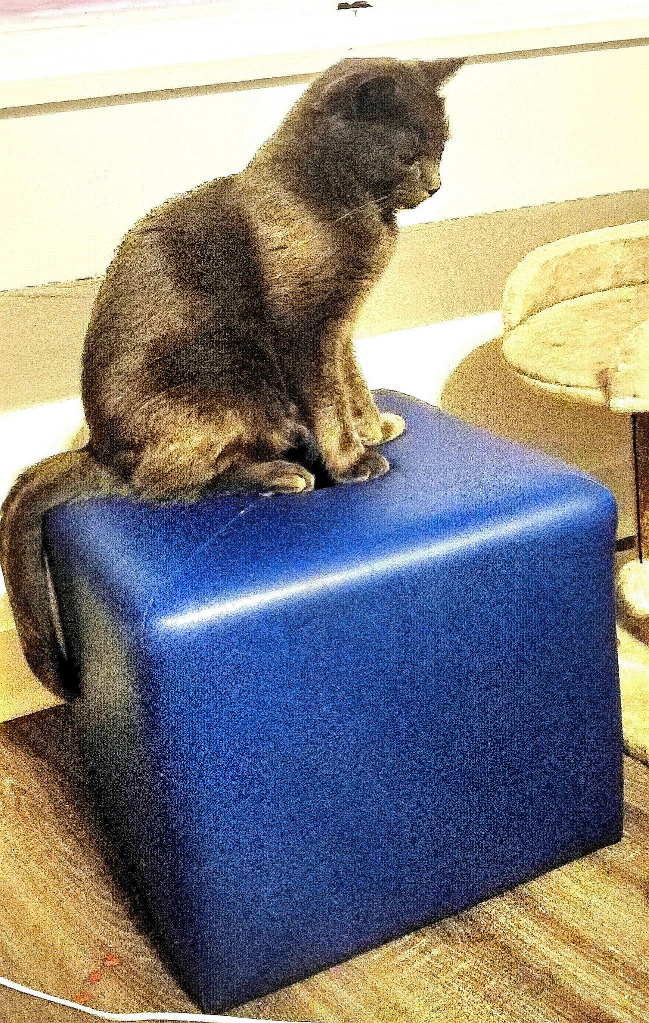 Loulou a rejoint le concours — aidez-le/la à gagner de superbes lots ! carnivore, cat, cat_supply, comfort, domestic_short_haired_cat, electric_blue, fawn, fedora, felidae, flooring, fur, hat, ottoman, rectangle, sitting, small_to_medium_sized_cats, sun_hat, tail, terrestrial_animal, whiskers