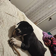 Shadow joined the competition — help win amazing prizes! animal, bed, bedroom, canine, clothing, couch, dog, face, furniture, head, hound, indoors, interiordesign, jeans, pants, person, pet, puppy, room, wood