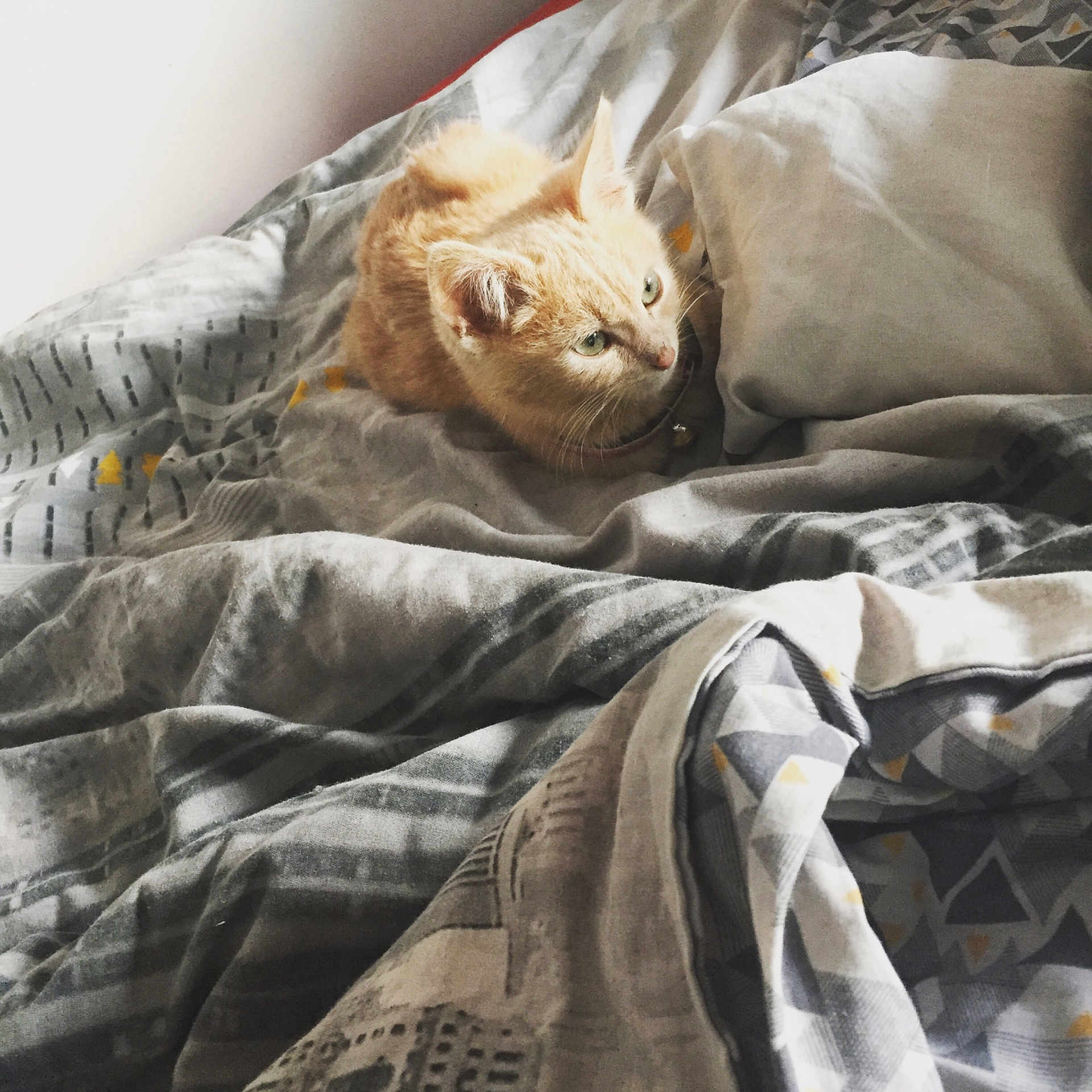 Coco