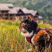 Ysalis participe au concours pour gagner de l'argent avec cette photo : animal, building, calico, cat, countryside, curious, daylight, feline, field, grass, greenery, harness, house, leash, mammal, mountain, nature, outdoor, pet, side_view