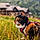 Ysalis