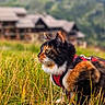 animal, building, calico, cat, countryside, curious, daylight, feline, field, grass, greenery, harness, house, leash, mammal, mountain, nature, outdoor, pet, side_view