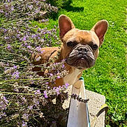 Hades participe au concours pour gagner de l'argent avec cette photo : animal, canine, close_up, curious, cute, dog, ears, face, flowers, french_bulldog, garden, green_grass, lavender, nature, outdoor, pet, plant, summer, sunlight, sunny_day