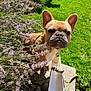 animal, canine, close_up, curious, cute, dog, ears, face, flowers, french_bulldog, garden, green_grass, lavender, nature, outdoor, pet, plant, summer, sunlight, sunny_day