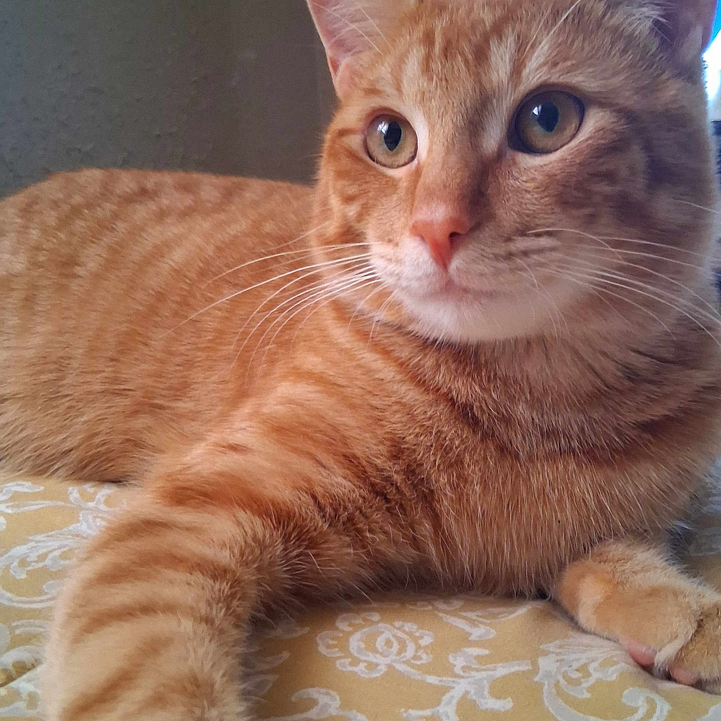 Rocky Soto joined the competition — help win amazing prizes! animal, bedspread, cat, closeup, curious, cute, domestic_cat, ears, face, feline, fur, indoor, mammal, nose, orange_tabby, paw, pet, resting, striped, whiskers