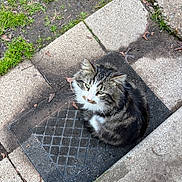 Fluff is registered to the contest to win money with this photo: cat, tabby, outdoor, grass, concrete, mat, curious, fur, pet, animal, green_eyes, sitting, close_up, nature, footwear, shoe, camo, pink, sidewalk, leaf