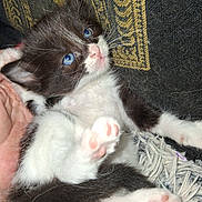 Sapphire is registered to the contest to win money with this photo: animal, black_and_white, blue_eyes, cat, close_up, cute, fabric, fur, hand, indoor, kitten, lying_down, pattern, paw, pet, playful, small, soft, texture, whiskers