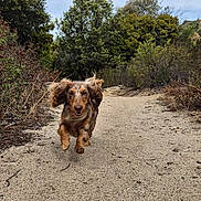 Blue a rejoint le concours — aidez-le/la à gagner de superbes lots ! dog, dachshund, running, trail, sand, outdoor, nature, bushes, greenery, sky, cloudy, happy, pet, animal, fur, ears, motion, landscape, canine, excited