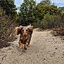 dog, dachshund, running, trail, sand, outdoor, nature, bushes, greenery, sky, cloudy, happy, pet, animal, fur, ears, motion, landscape, canine, excited
