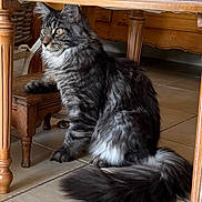 Atchoum participe au concours pour gagner de l'argent avec cette photo : cat, tabby, fluffy, gray, feline, pet, animal, indoor, wooden_table, wooden_stool, tile_floor, sitting, paw, tail, fur, whiskers, ears, curious, domestic_cat, house