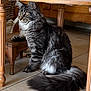 cat, tabby, fluffy, gray, feline, pet, animal, indoor, wooden_table, wooden_stool, tile_floor, sitting, paw, tail, fur, whiskers, ears, curious, domestic_cat, house