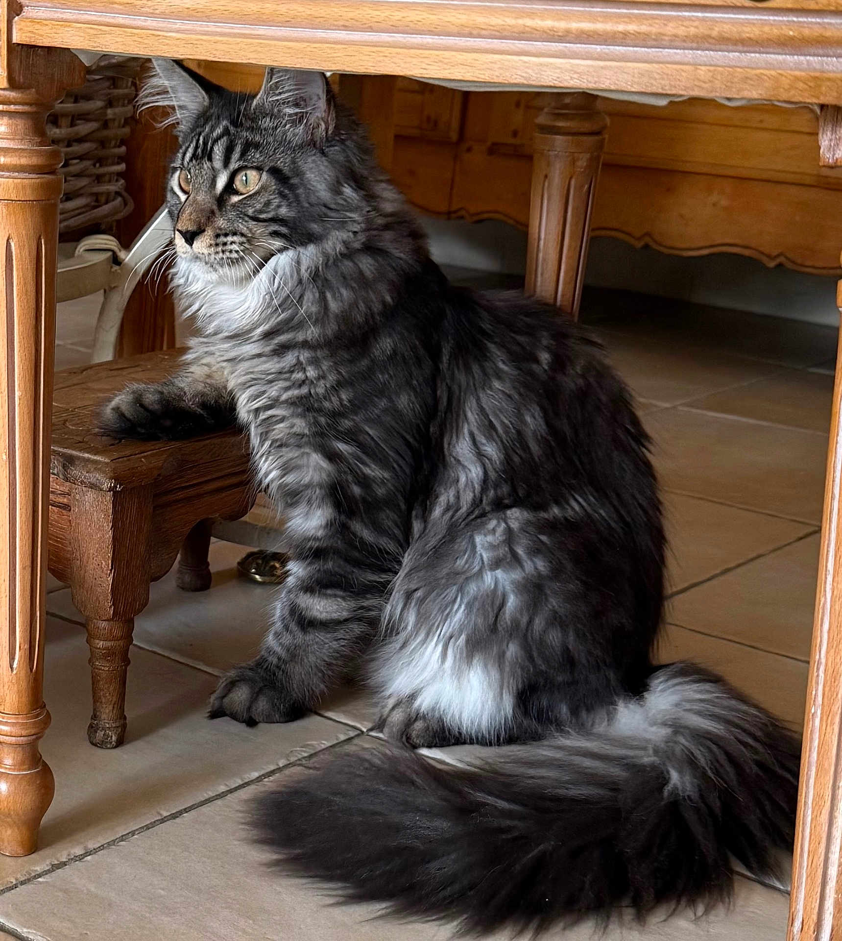 Atchoum participe au concours pour gagner de l'argent avec cette photo : cat, tabby, fluffy, gray, feline, pet, animal, indoor, wooden_table, wooden_stool, tile_floor, sitting, paw, tail, fur, whiskers, ears, curious, domestic_cat, house