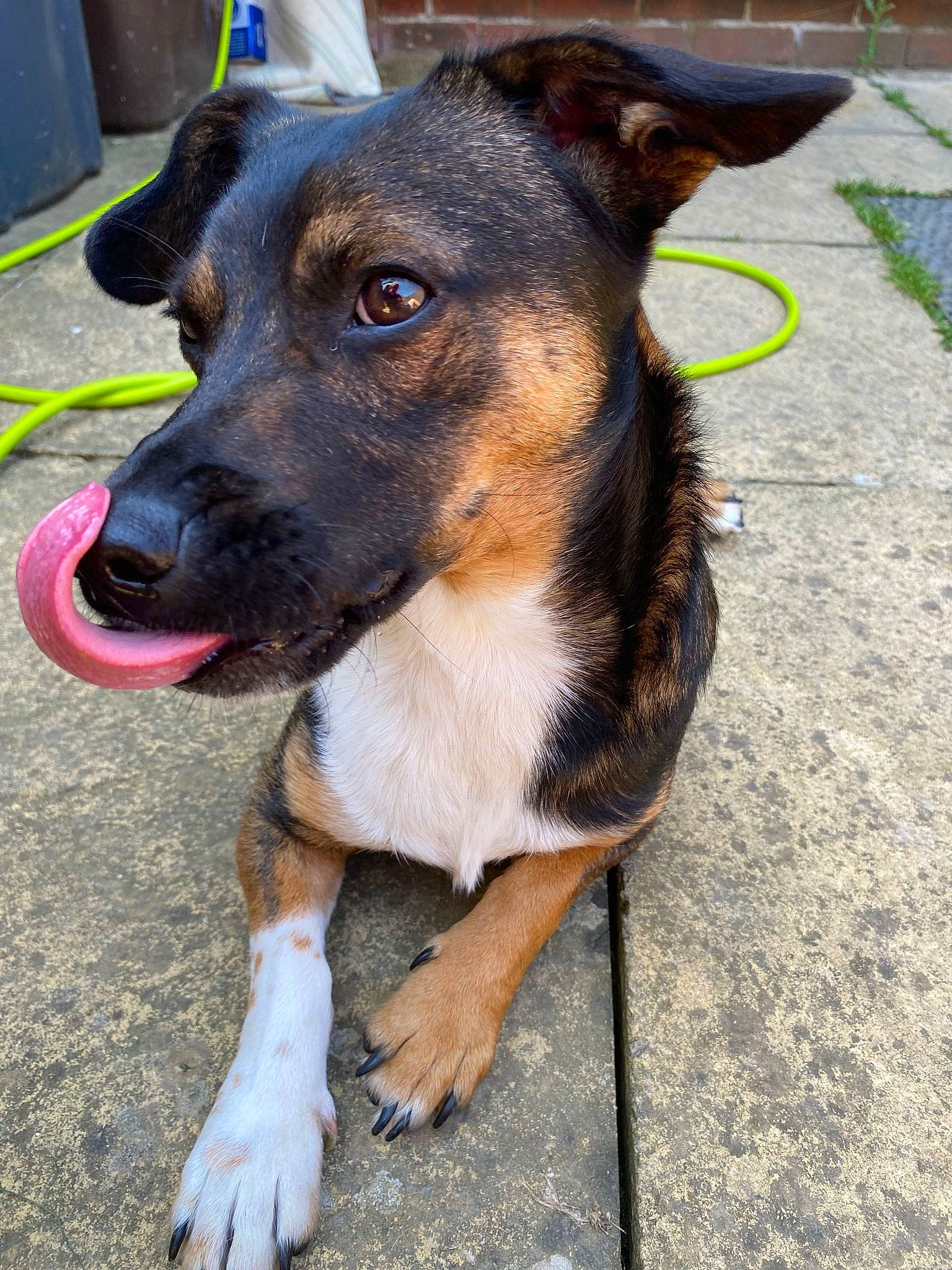 Titan joined the competition — help win amazing prizes! canidae, carnivore, collar, companion_dog, dog, dog_breed, dog_collar, dog_supply, fawn, fur, leash, pet_supply, snout, sporting_group, terrestrial_animal, whiskers, working_animal, working_dog