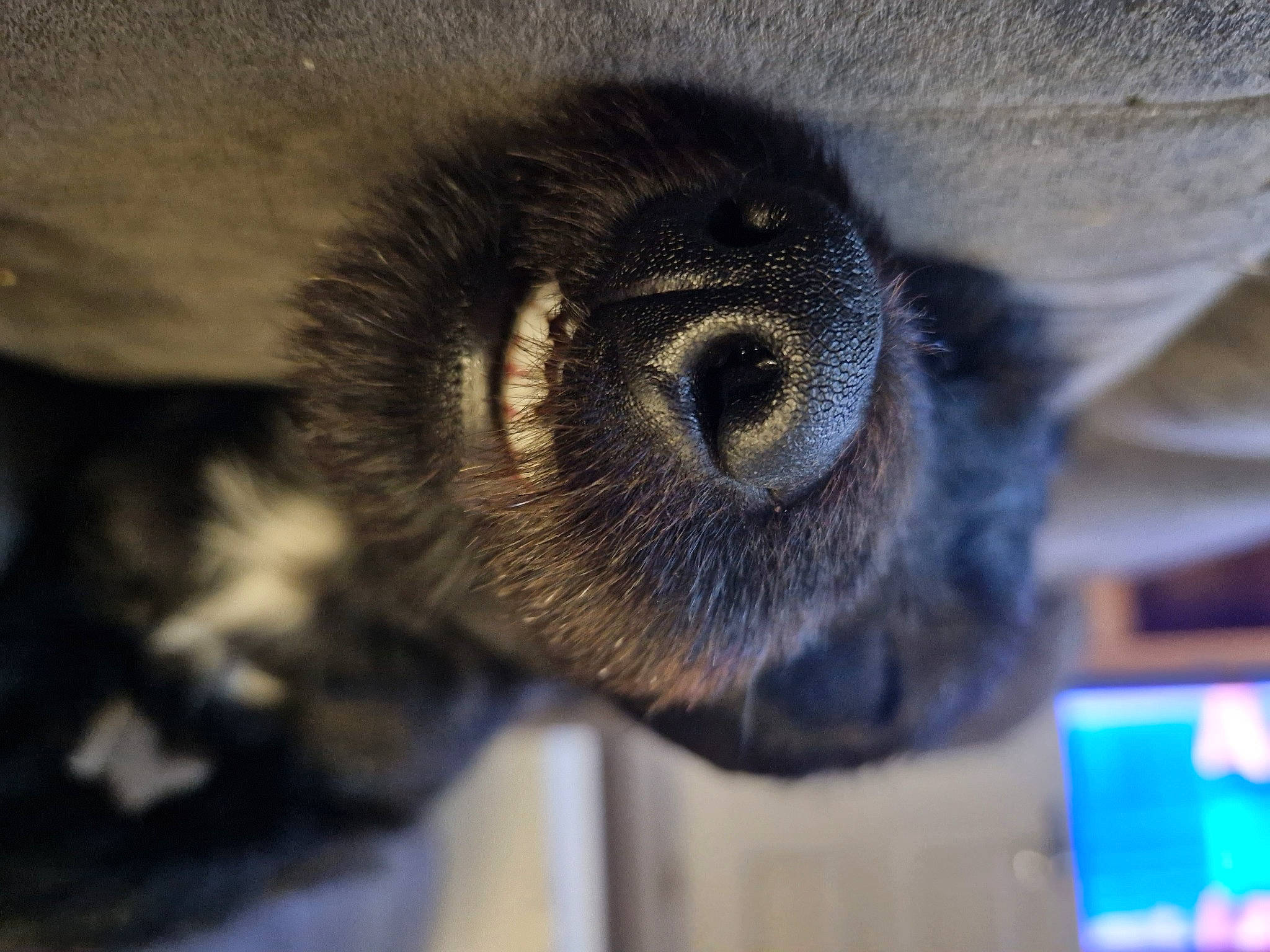 Nala joined the competition — help win amazing prizes! canidae, carnivore, companion_dog, dog, dog_breed, ear, electric_blue, fawn, fur, liver, snout, sporting_group, terrestrial_animal, whiskers, wildlife, working_animal