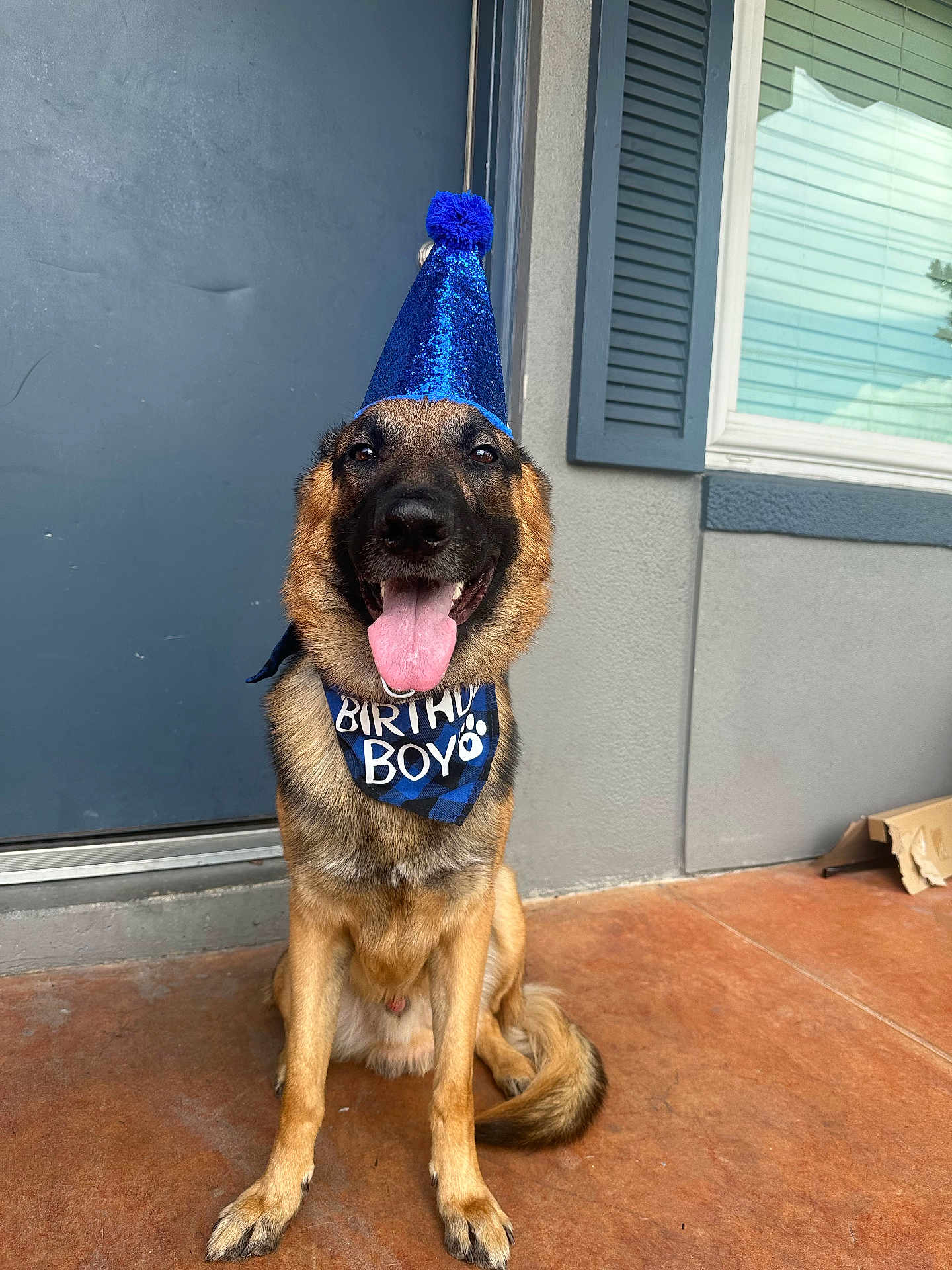 Thunder joined the competition — help win amazing prizes! dog, german_shepherd, birthday, party_hat, bandana, tongue_out, happy, pet, canine, sitting, porch, door, window, shutters, floor, celebration, festive, animal, cute, pet_accessory