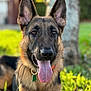 Thunder is registered to the contest to win money with this photo: dog, german_shepherd, tongue_out, ears_up, outdoor, grass, pet, canine, animal, sunlight, collar, tag, nature, happy, closeup, portrait, summer, mammal, friendly, alert
