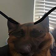 Thunder joined the competition — help win amazing prizes! dog, german_shepherd, pet, indoor, animal, canine, fur, face, ears, black_nose, resting, blanket, window_blinds, light, filter, antennae, cute, funny, portrait, companion